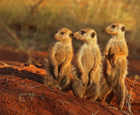 meerkats listen to a candidate