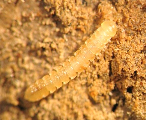 Millipede