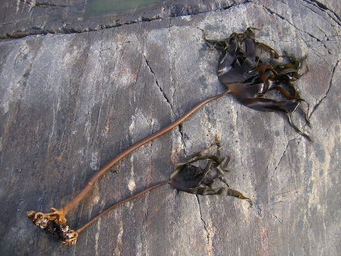 north atlantic kelp