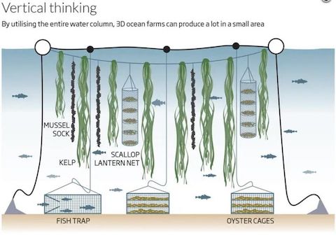 ocean farming diagram