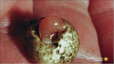 platypus egg hatching