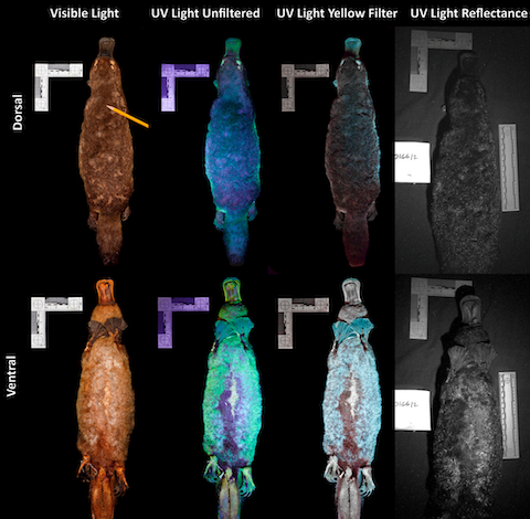 platypus under UV light