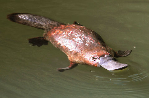 platypus