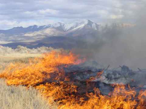 prescribed burn