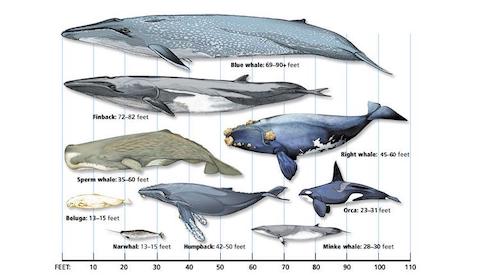 size comparison of cetaceans