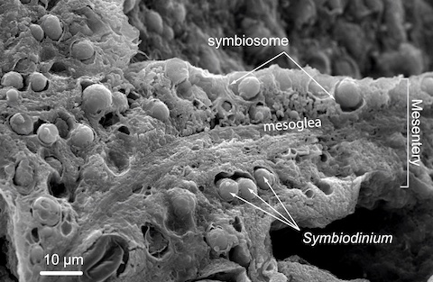 symbiodinium