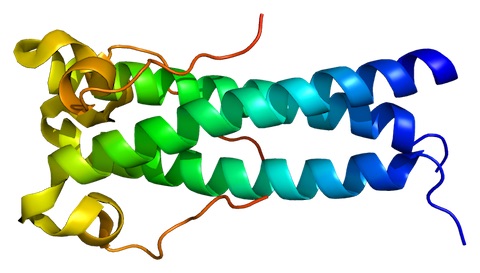 syncytin