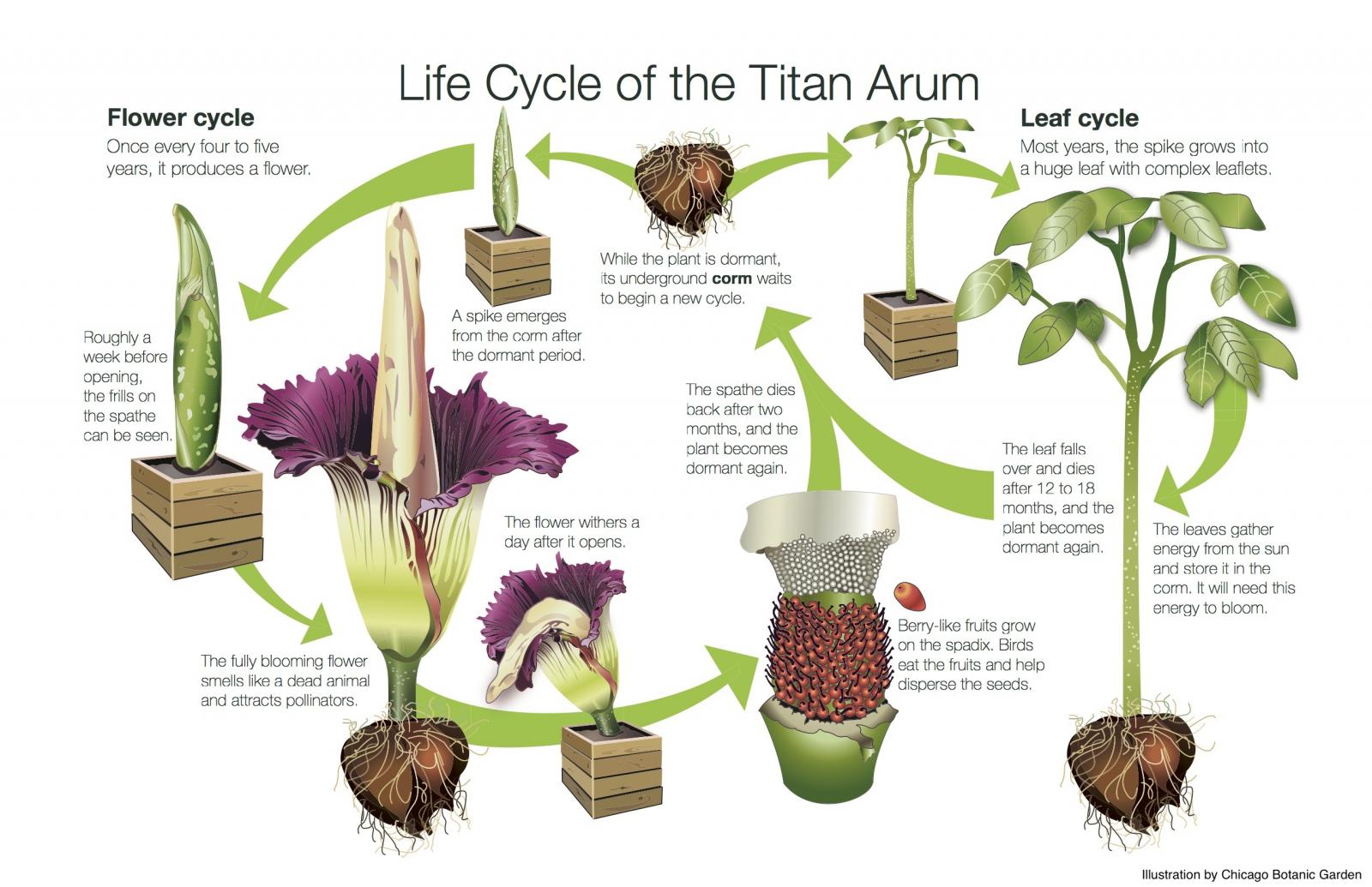 life cycle of the titan arum