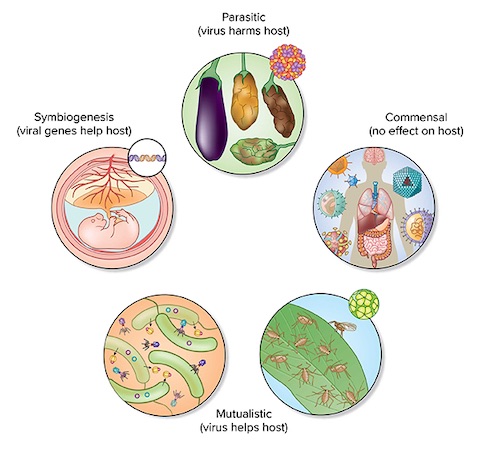 virus host relations