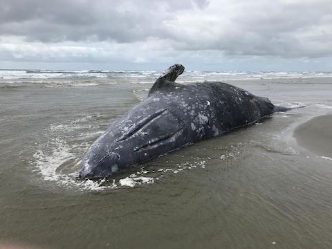 Deceased gray whale