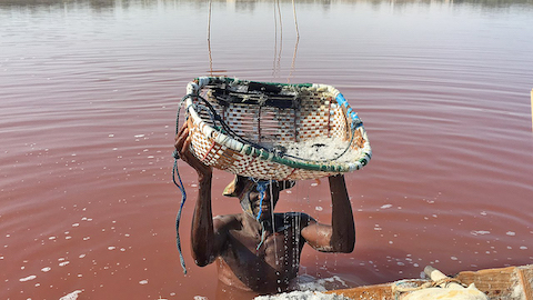 worker harvesting salt